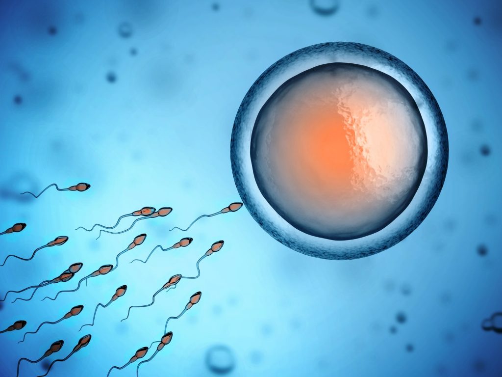 image of sperm swimming to an egg
