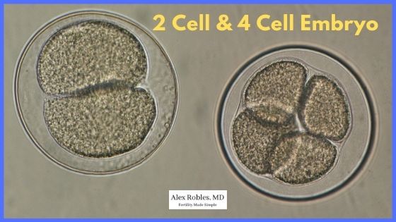image of a 2 cell embryo and a 4 cell embryo