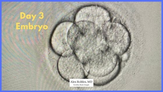 image of a day 3 embryo with at least 6 cells