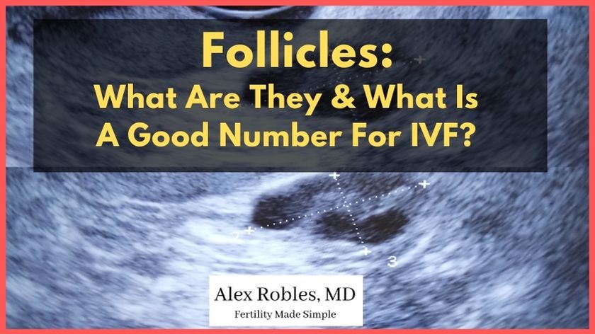 Follicles: What Are They & What Is A Good Number For IVF? cover image