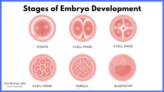 stages of embryo development: picture of a fertilized egg becoming a zygote, a 2 cell stage, a 4 cell stage, an 8 cell stage, a morula, and a blastocyst