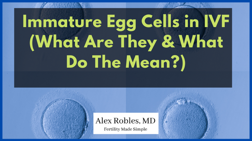 Immature Eggs In IVF: What Are They & What Do They Mean? cover image