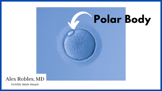 picture of a microscopic egg with a small object on the surface known as the polar body