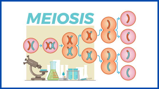 picture showing meiosis - where one cell splits into multiple identical copies with decreasing number of chromosomes