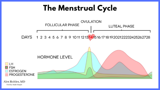 picture of a normal menstrual-cycle which shows the follicular phase lasts 13 days, ovulation on day 14, and luteal phase from days 15 to 28- also shows the hormones that are rising at each point