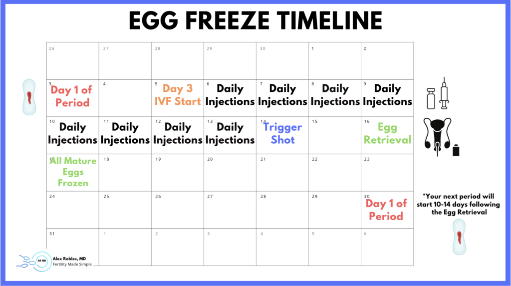 Calendar showing an example of the egg freeze timeline